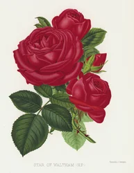 The Rose Garden: Star of Waltham, HP